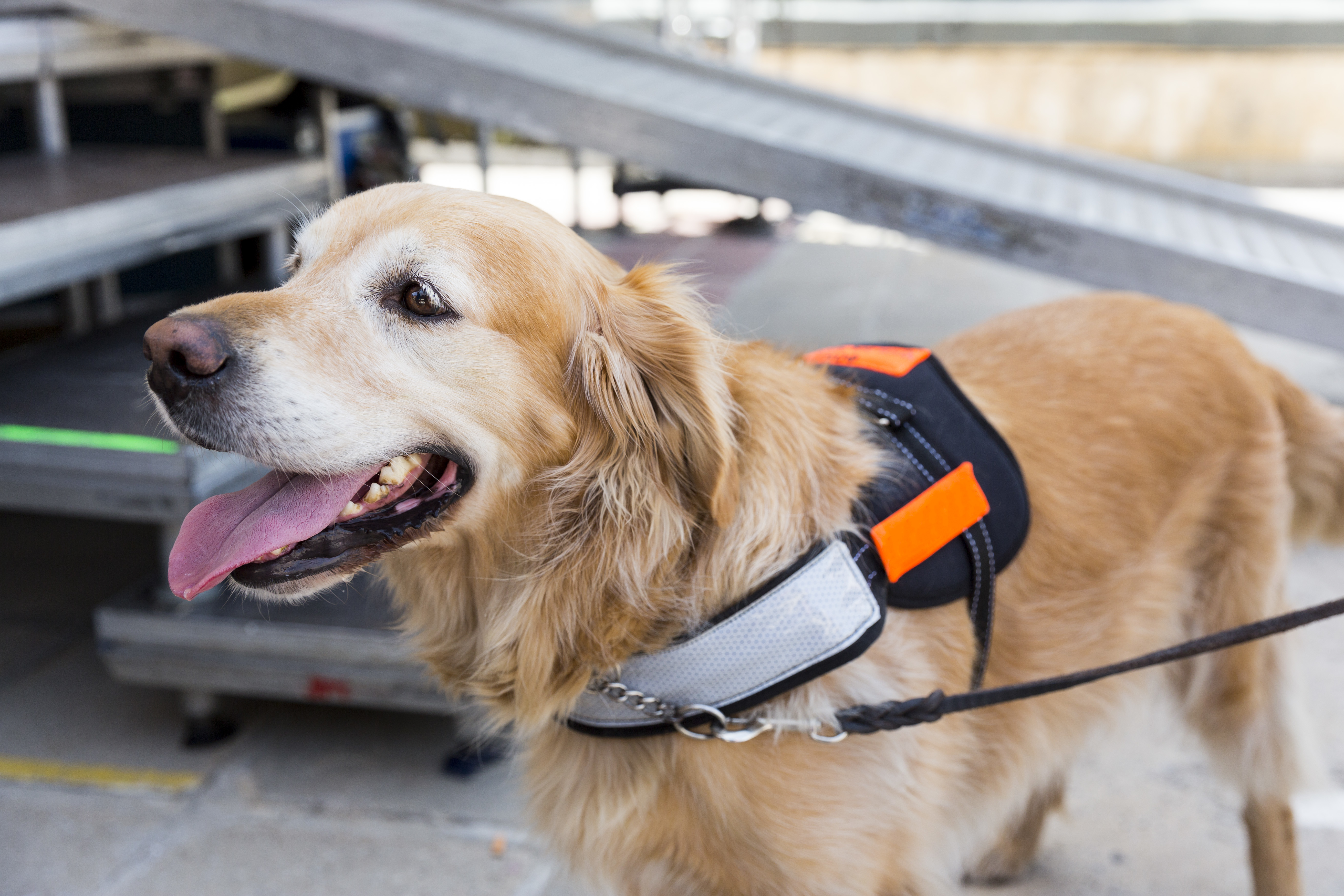Service Animals And Your Condominium Or Community Association