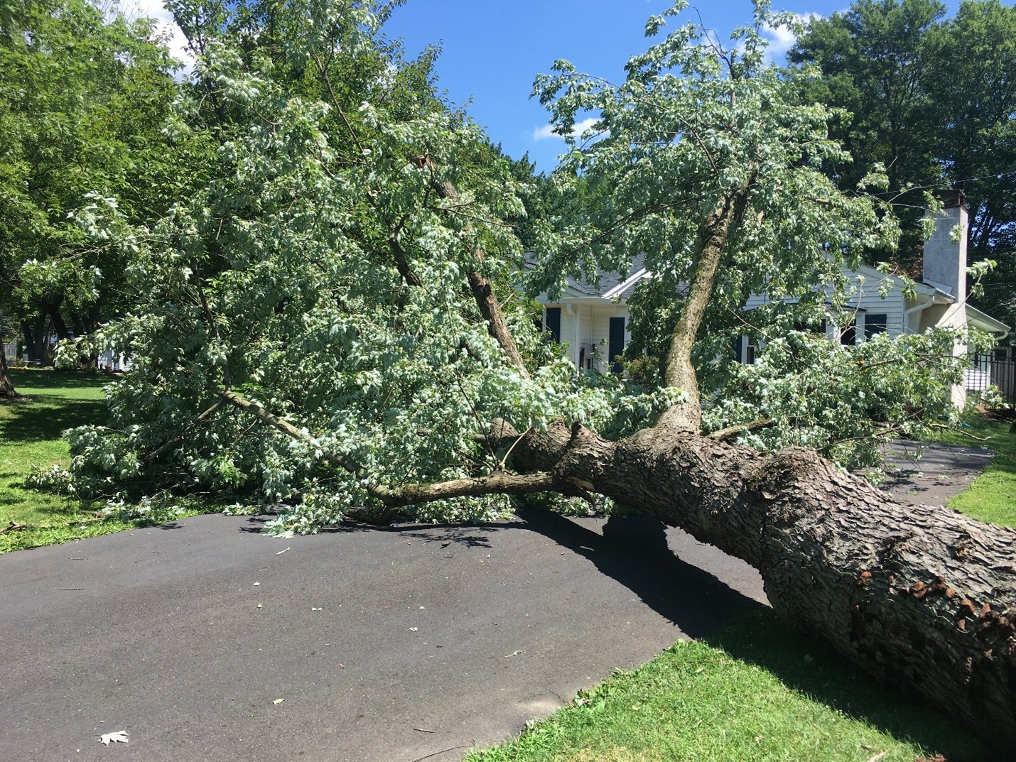 tree fallen across driveway