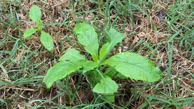 Are You Seeing American Burnweed Popping Up in Your Community Association? Here's What to Do.
